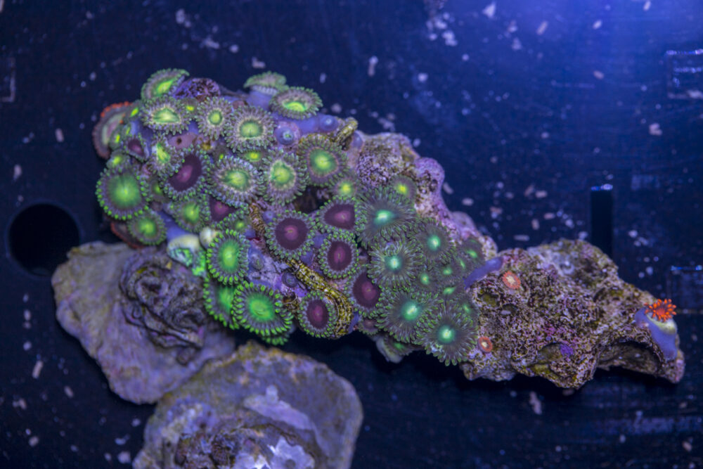 Zoanthids