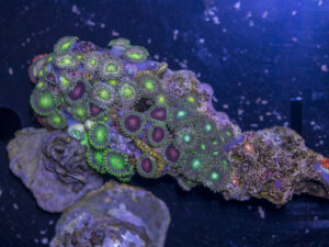 Zoanthids