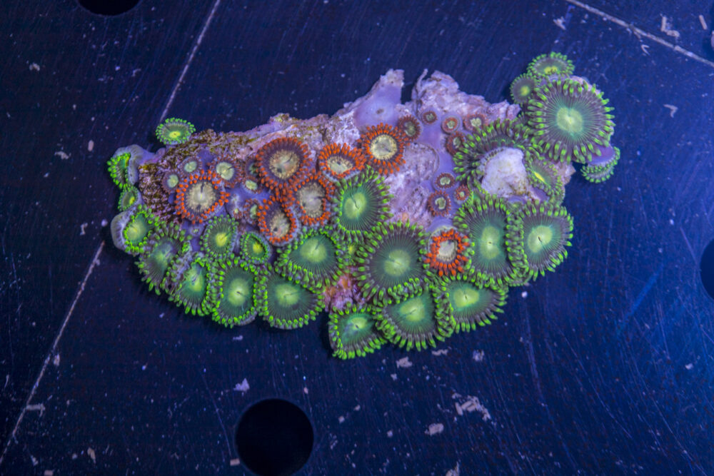 Zoanthids