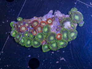 Zoanthids