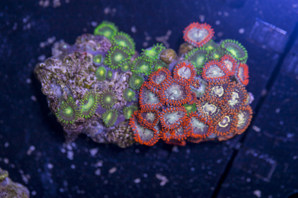 Zoanthids