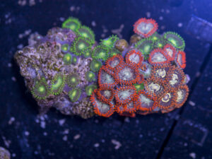 Zoanthids