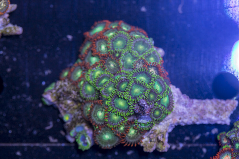 Zoanthids