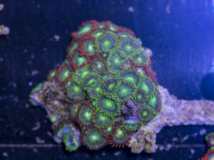 Zoanthids