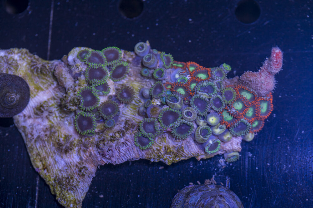 Zoanthids
