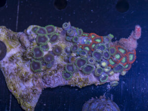 Zoanthids