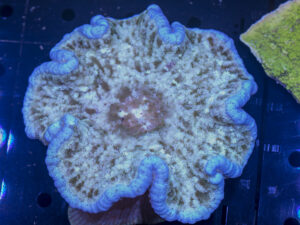 Adhesive Anemone
