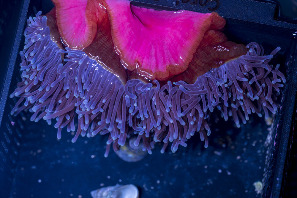Magnifica Anemone