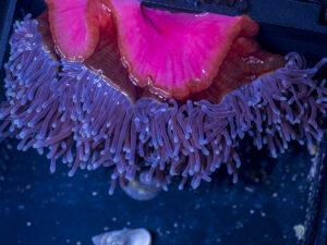 Magnifica Anemone