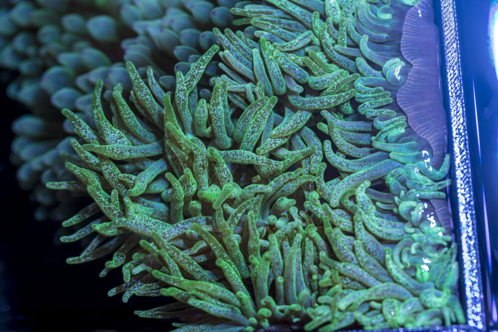 Bubble Tip Anemone - Frosted