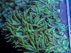 Bubble Tip Anemone - Frosted