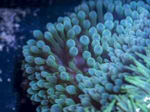 Bubble Tip Anemone