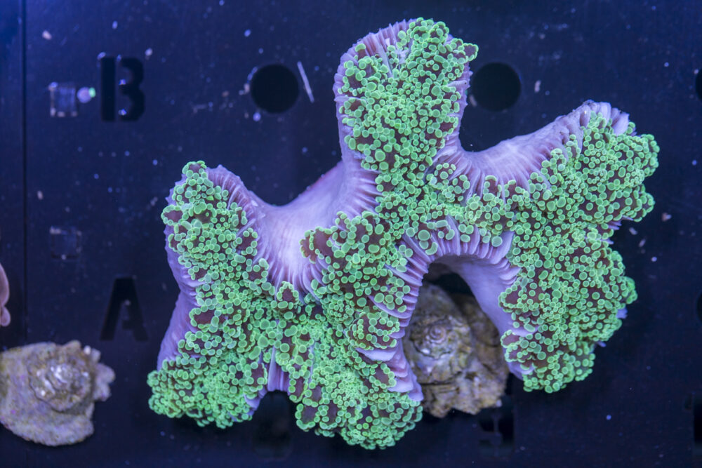 Frogspawn
