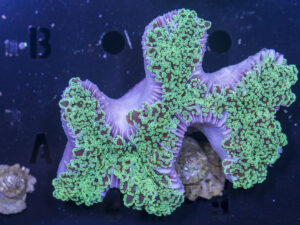 Frogspawn