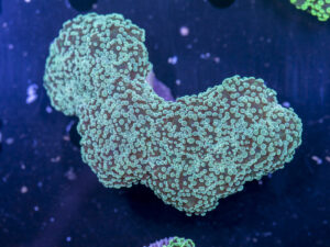 Frogspawn