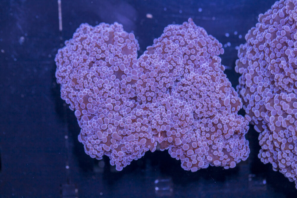 Frogspawn