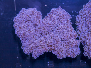 Frogspawn