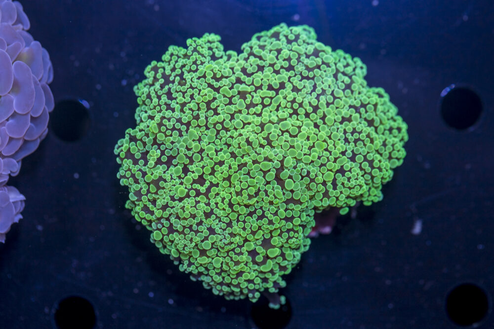 Frogspawn