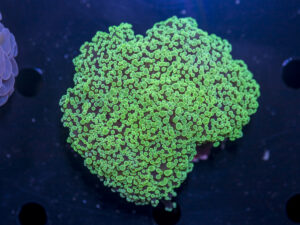 Frogspawn