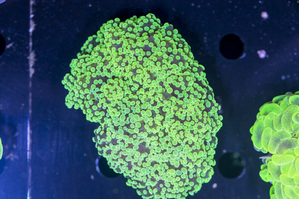 Frogspawn