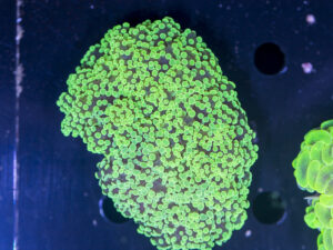 Frogspawn