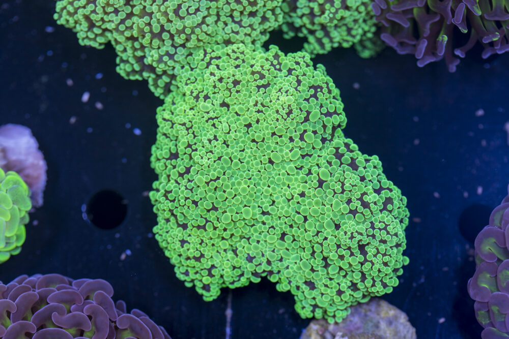 Frogspawn