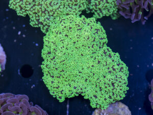 Frogspawn