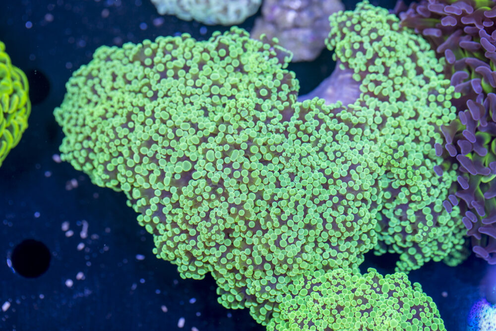 Frogspawn