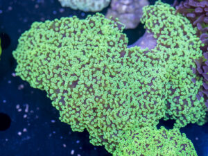 Frogspawn