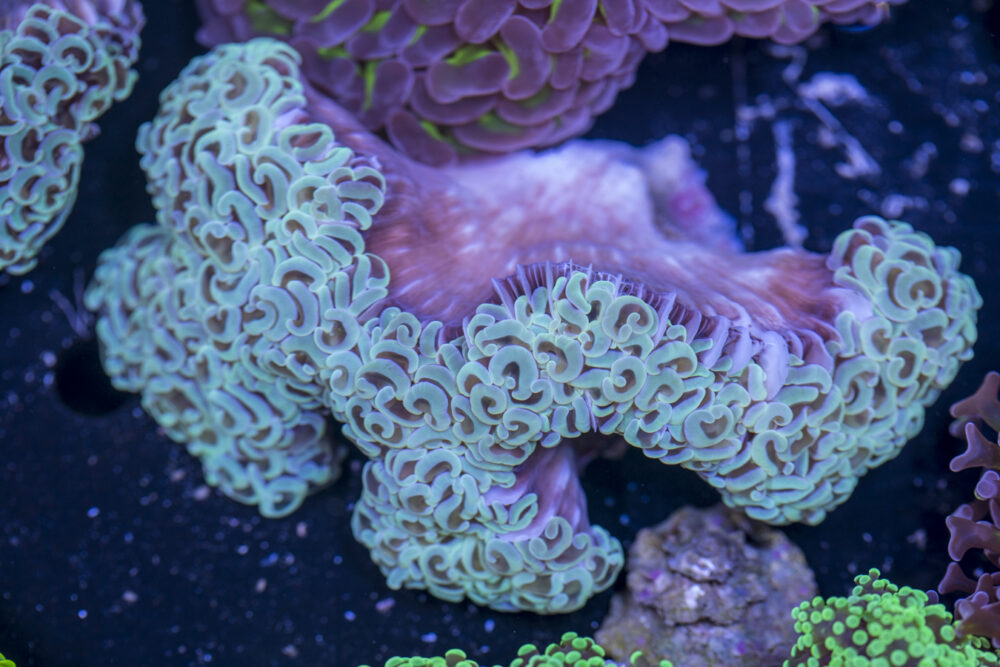 Hammer