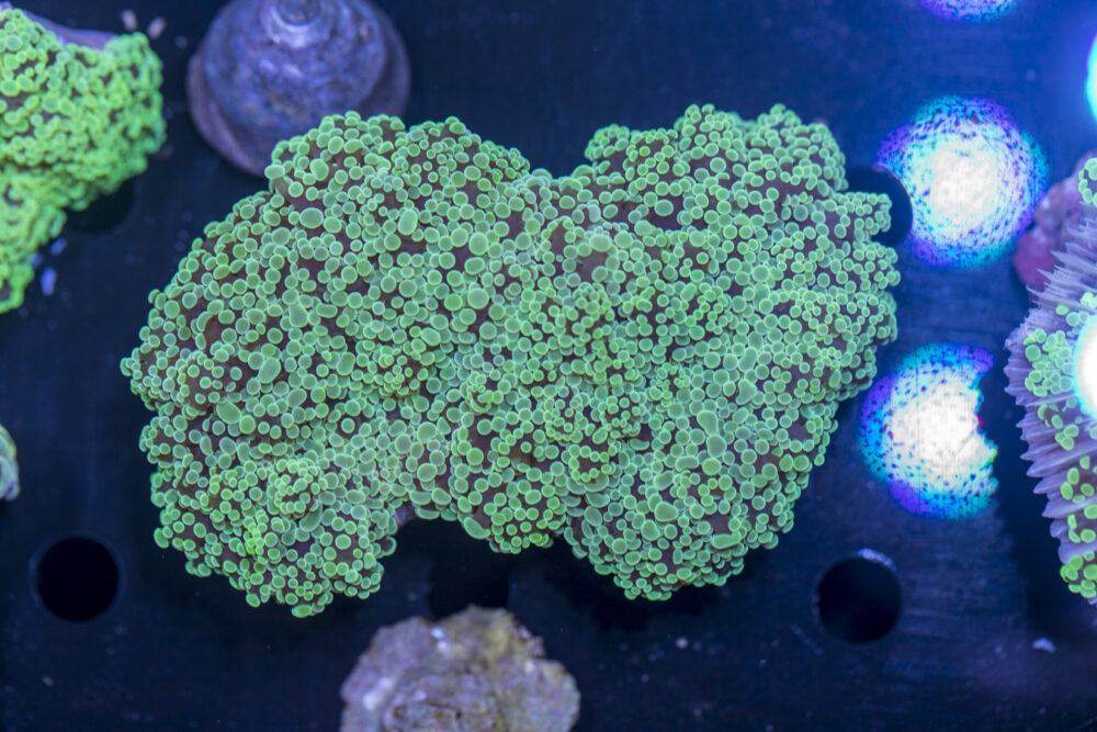 Frogspawn