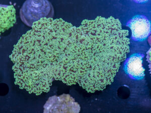 Frogspawn