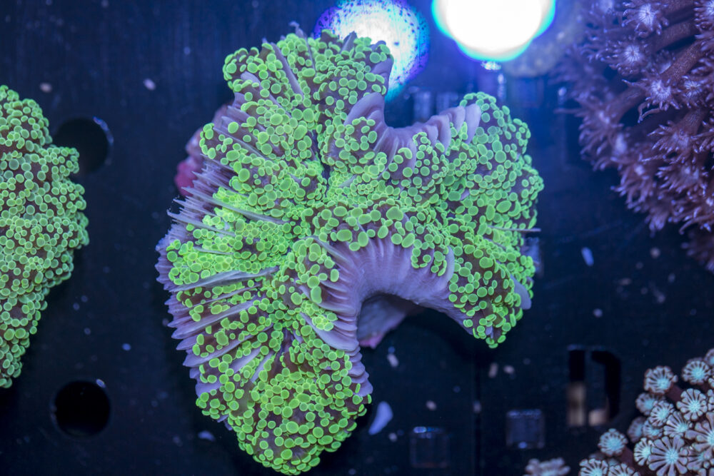 Frogspawn