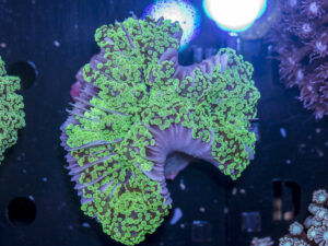 Frogspawn