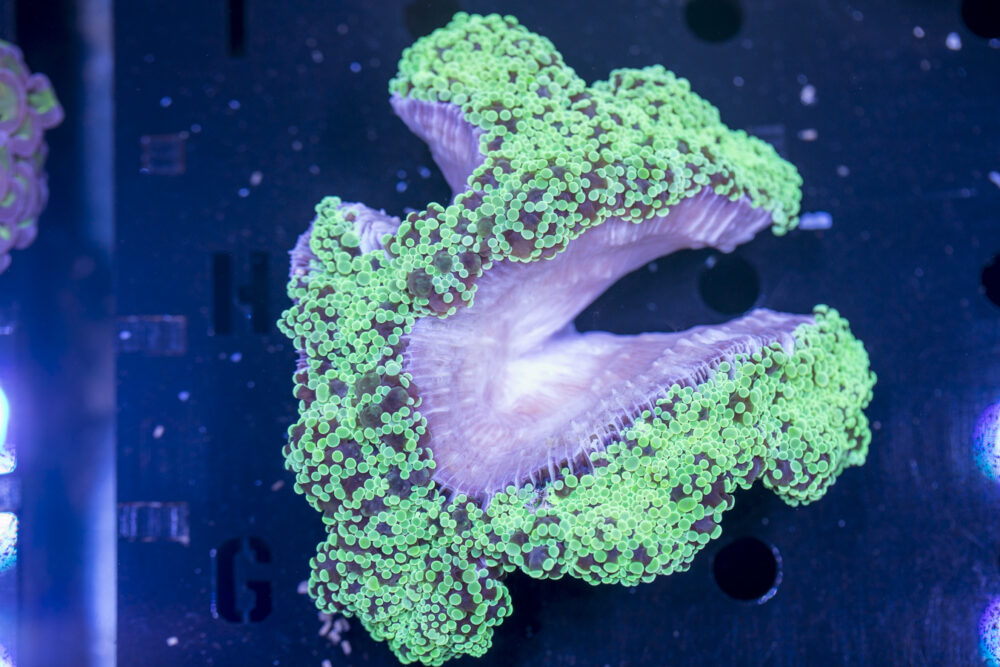 Frogspawn