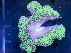 Frogspawn