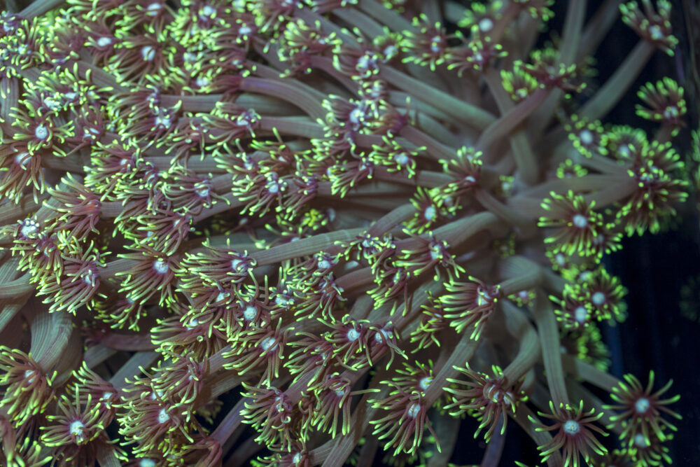 Goniopora