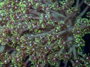 Goniopora