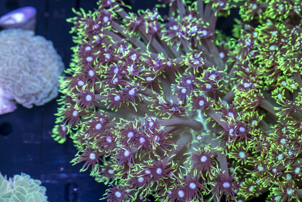 Goniopora