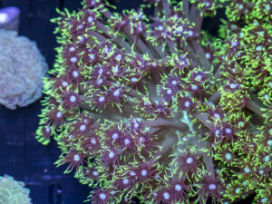 Goniopora