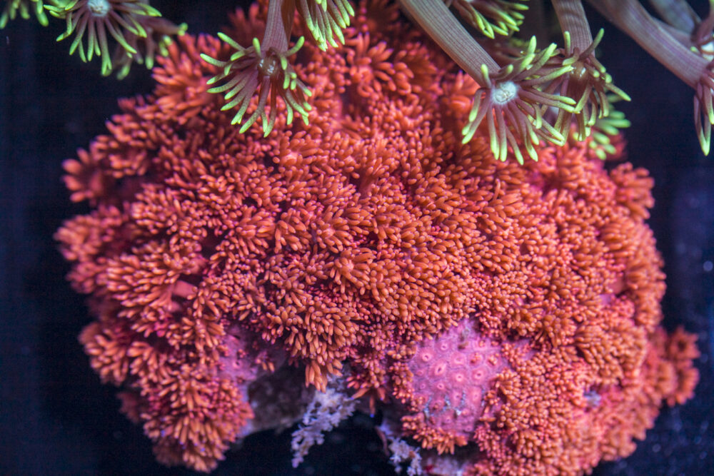 Goniopora