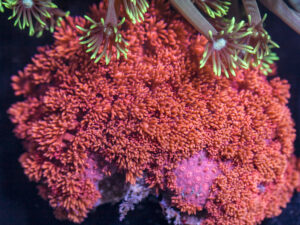 Goniopora