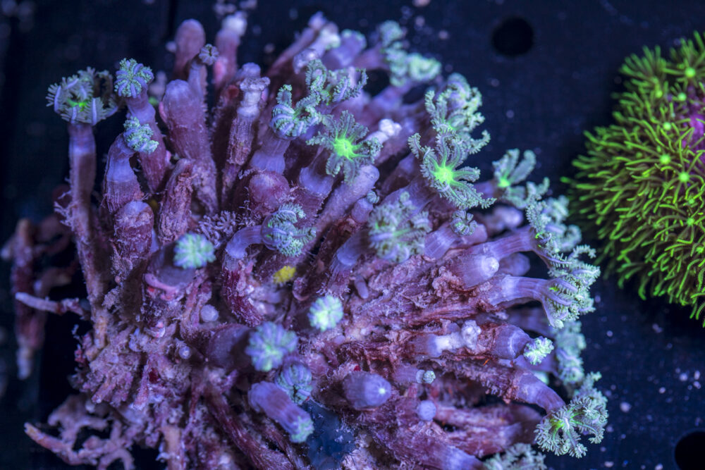 Clove Polyp