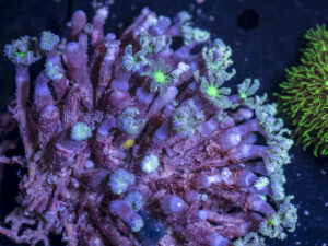 Clove Polyp