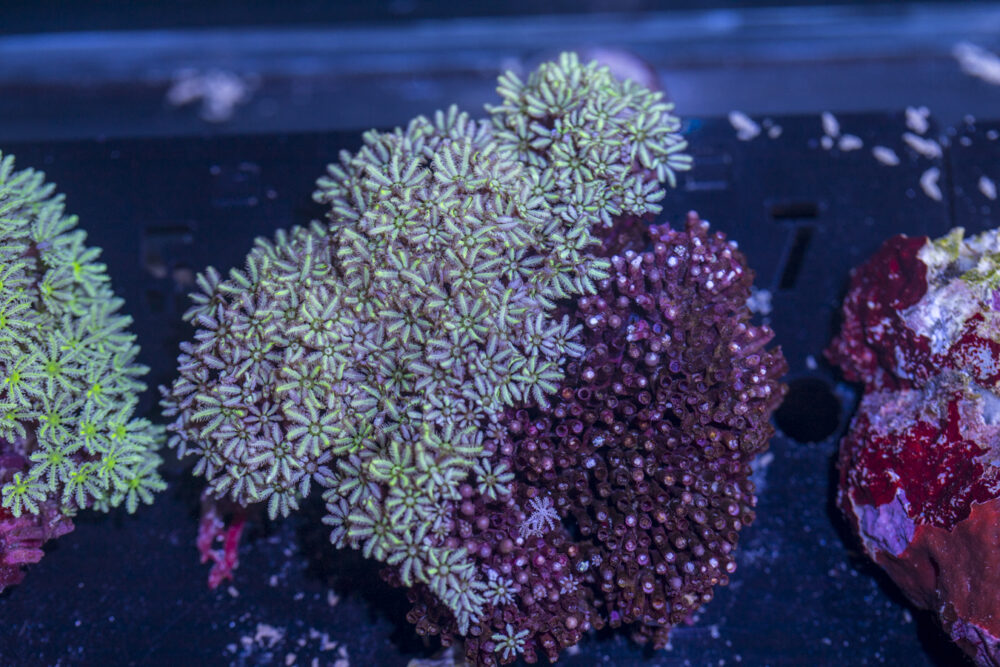 Tubipora