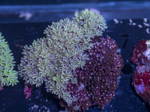Tubipora