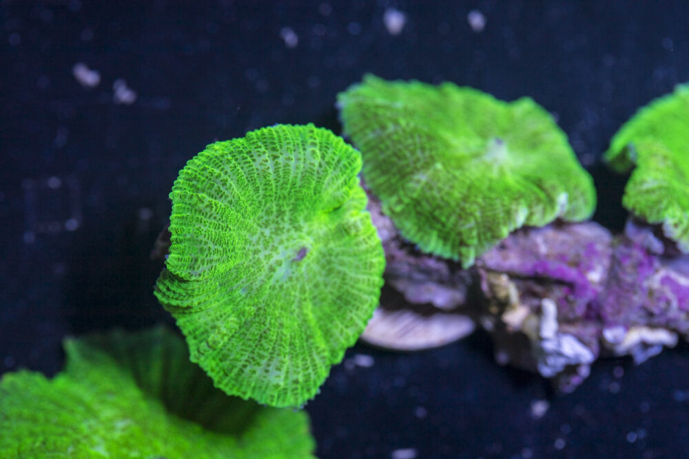 Rhodactus