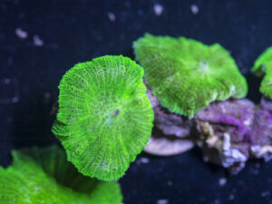 Rhodactus