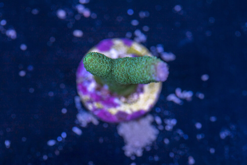 Montipora - Digitata
