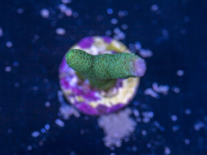 Montipora - Digitata